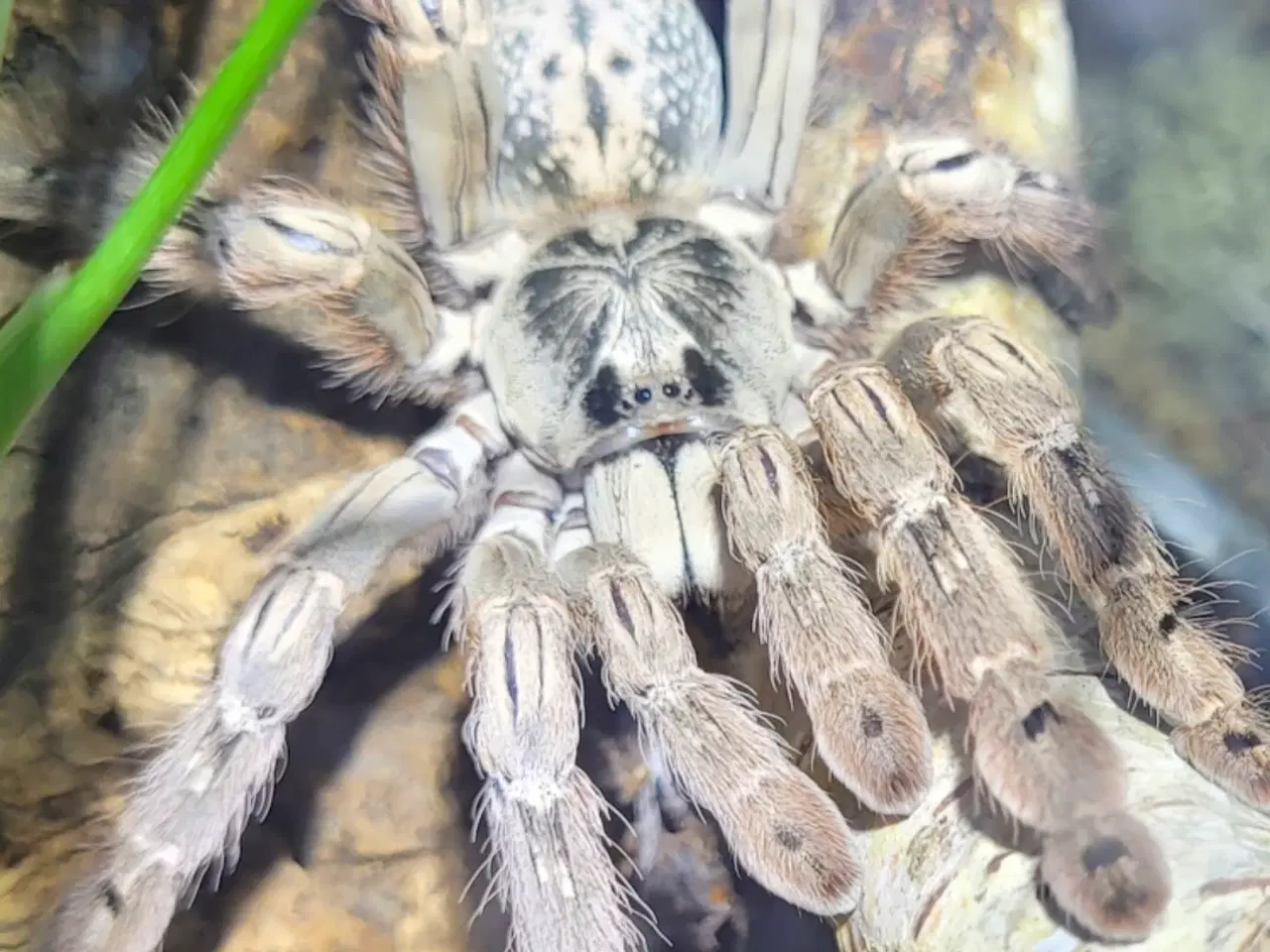 Billede 1 - Fugleedderkop H. maculata