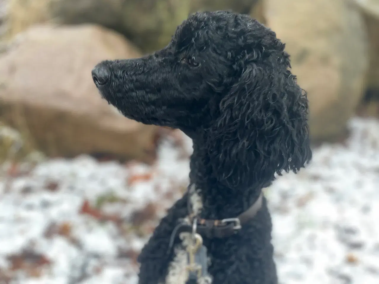 Billede 1 - Goldendoodle søger nye eventyr