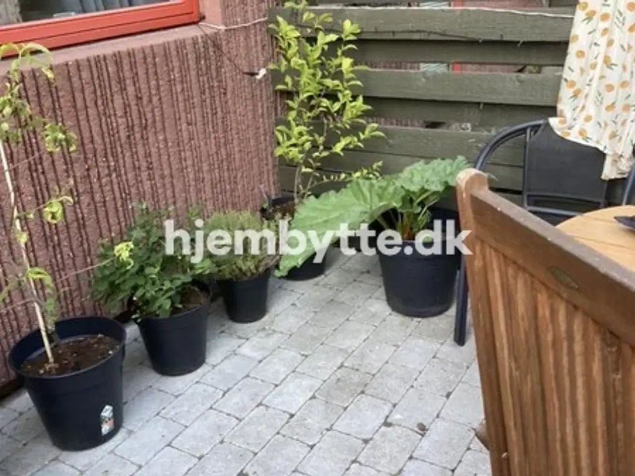 Billede 3 - Hjembytte - Persillehaven