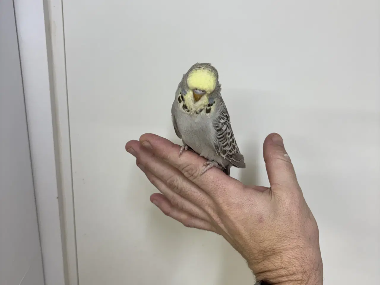 Billede 3 - Håndterede unger