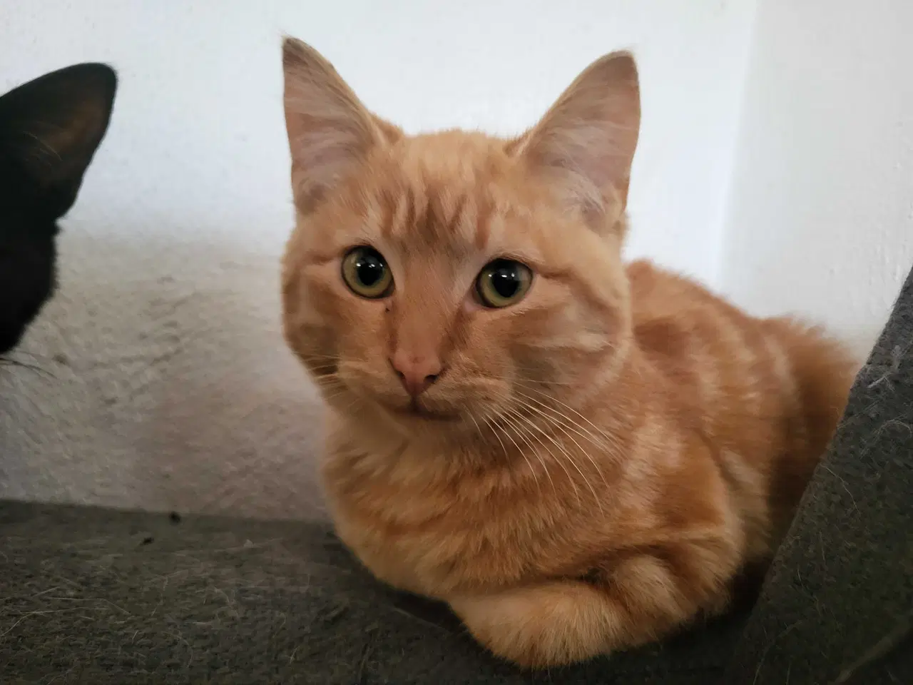 Billede 4 - Garfield ✅️ klar til adoption♂️