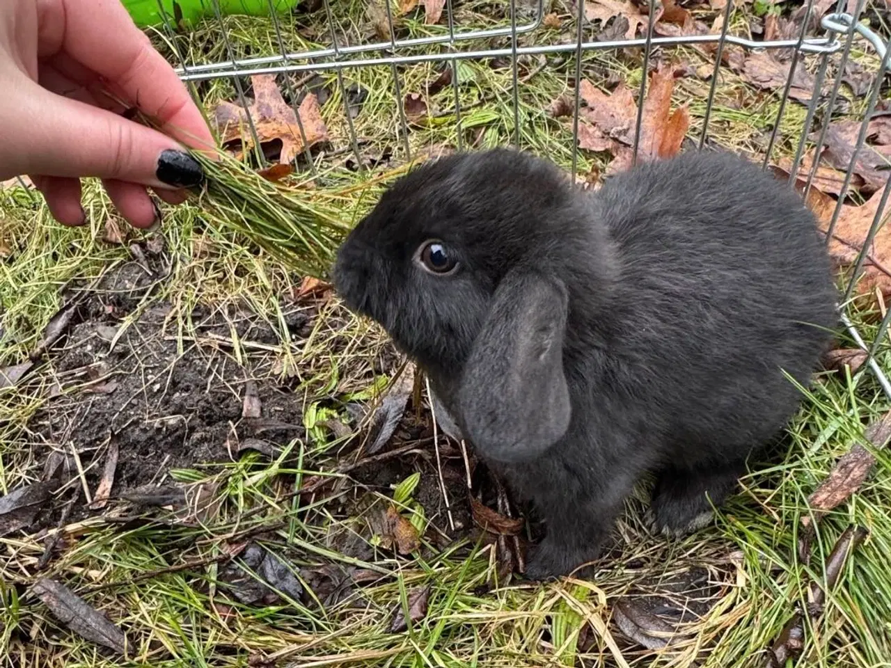 Billede 14 - Han Dværgvædder unger sælges - klar nu 