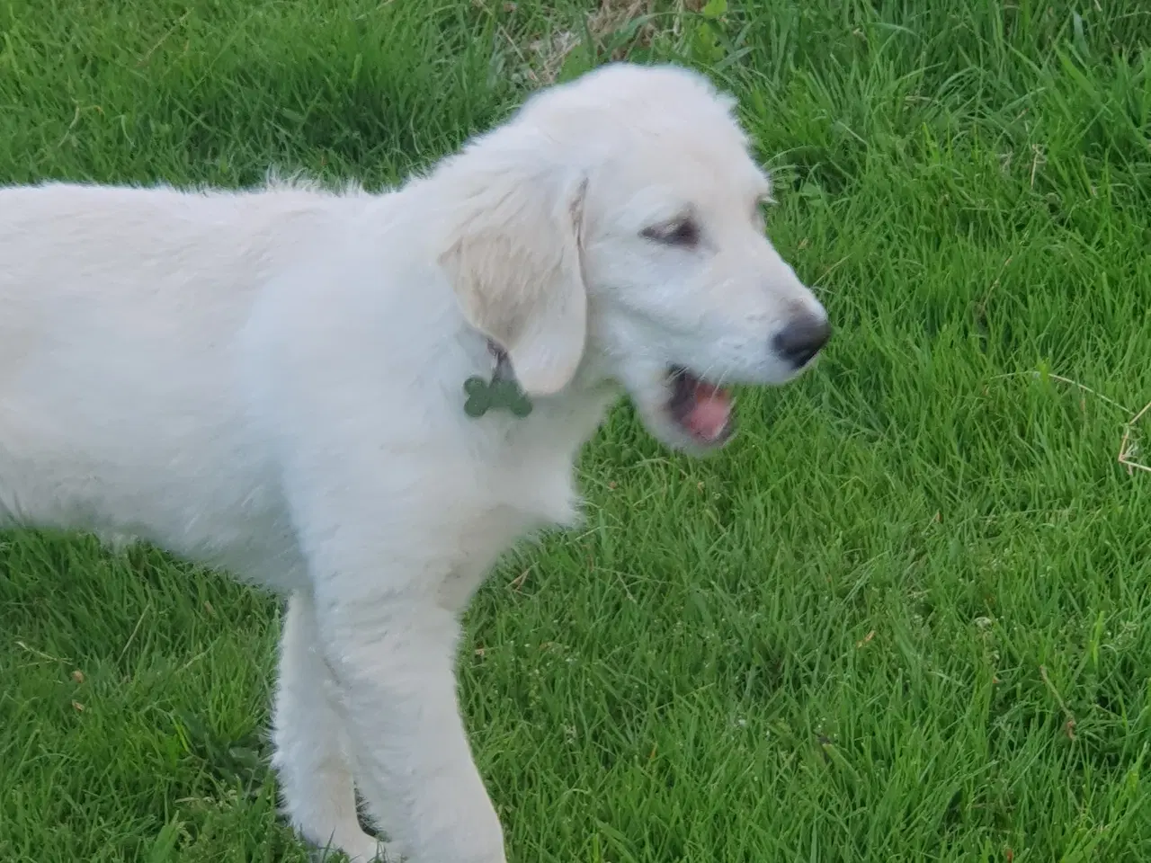 Billede 4 - Golden retriever hvalp