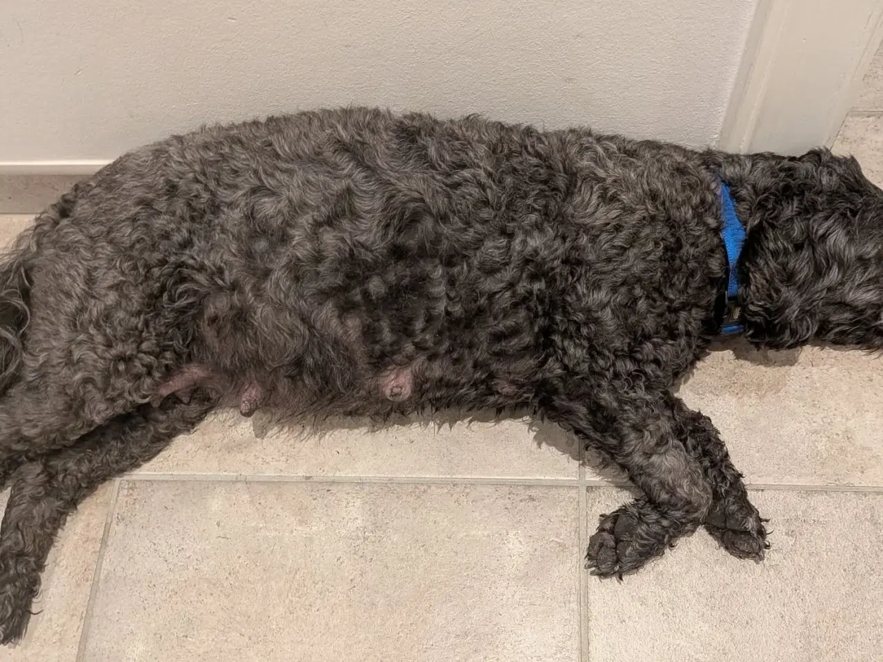 Billede 2 - Springer Doodle hvalpe