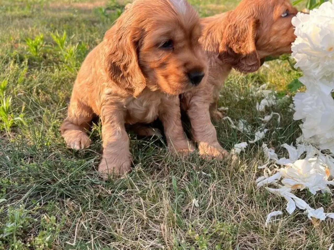 Billede 2 - Engelsk Cocker Spaniel til salg! 