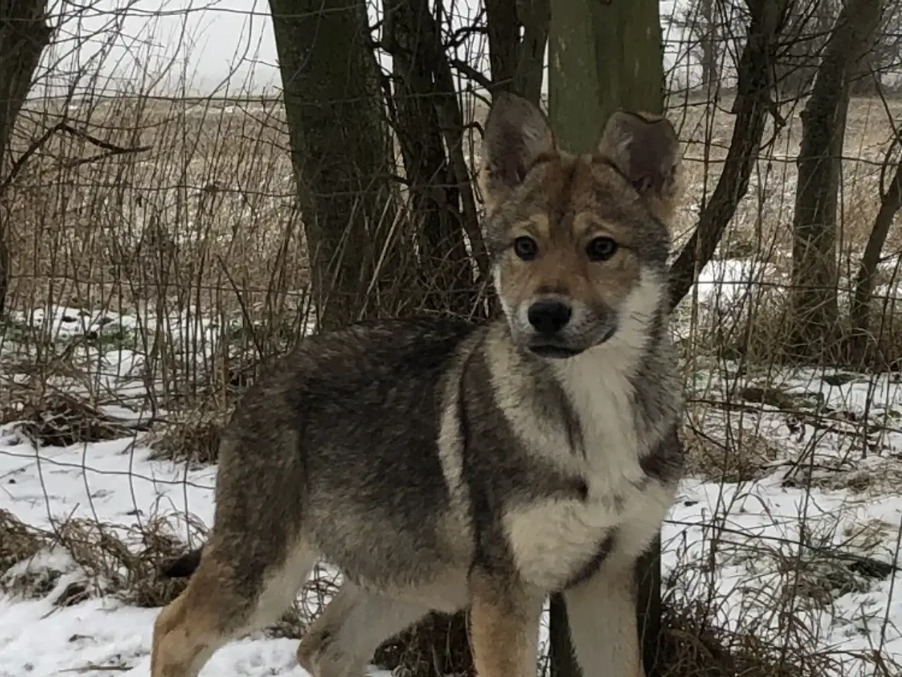 Billede 18 - Ulvehund hvalpe 