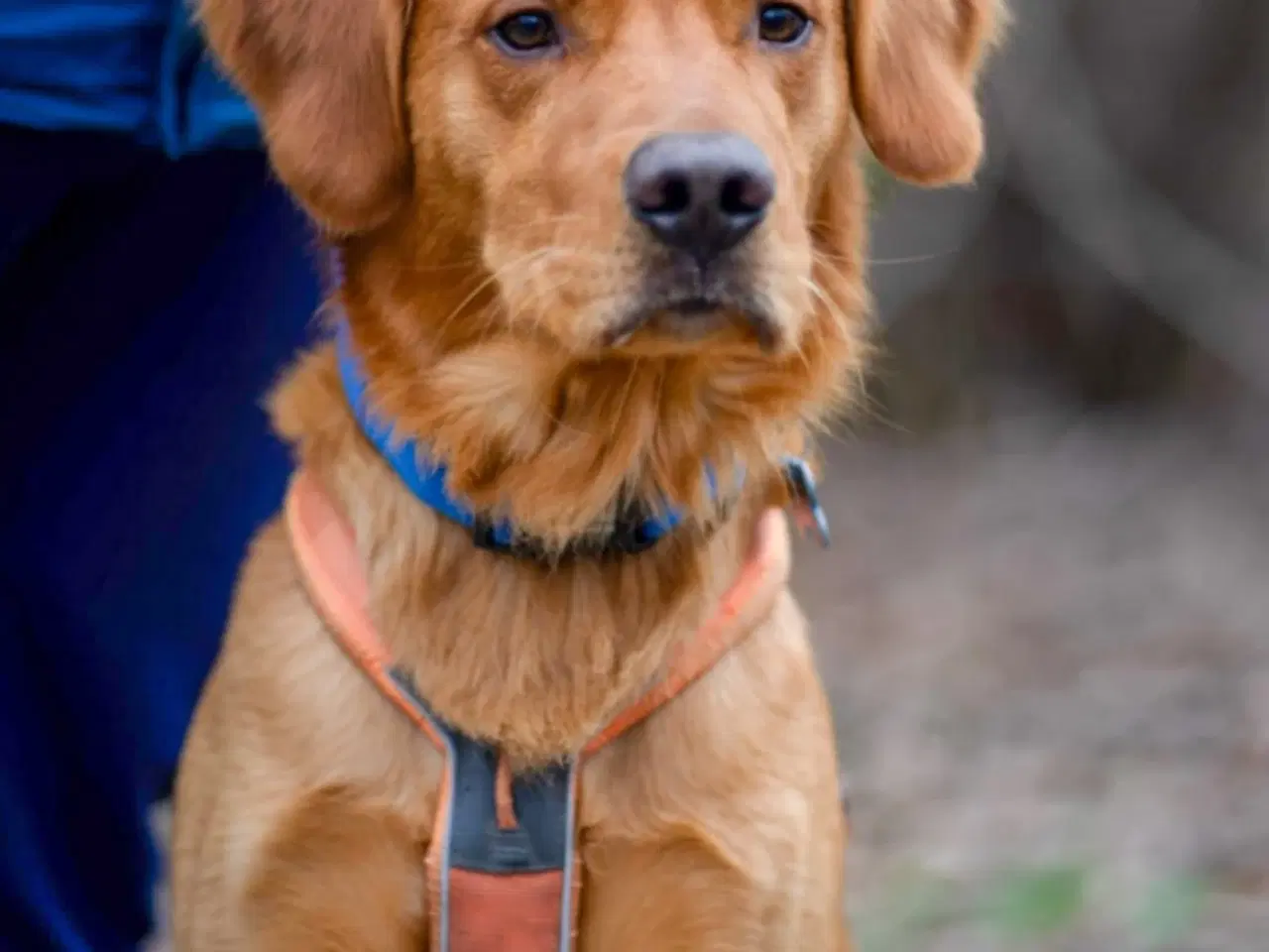 Billede 1 - Golden Retriever tilbydes til avl