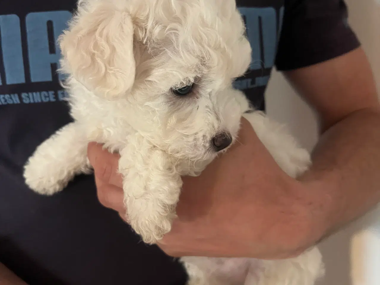 Billede 2 - Malteser/ Bichon hvalpe 