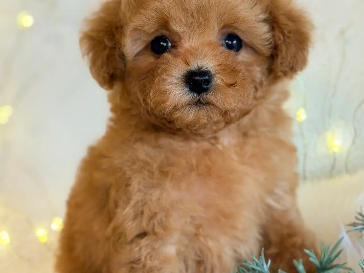 Billede 1 - Maltipoo F1B dreng