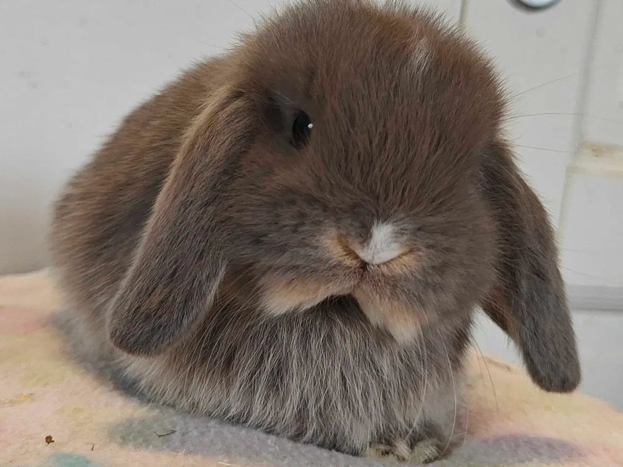 Billede 18 - Minilop