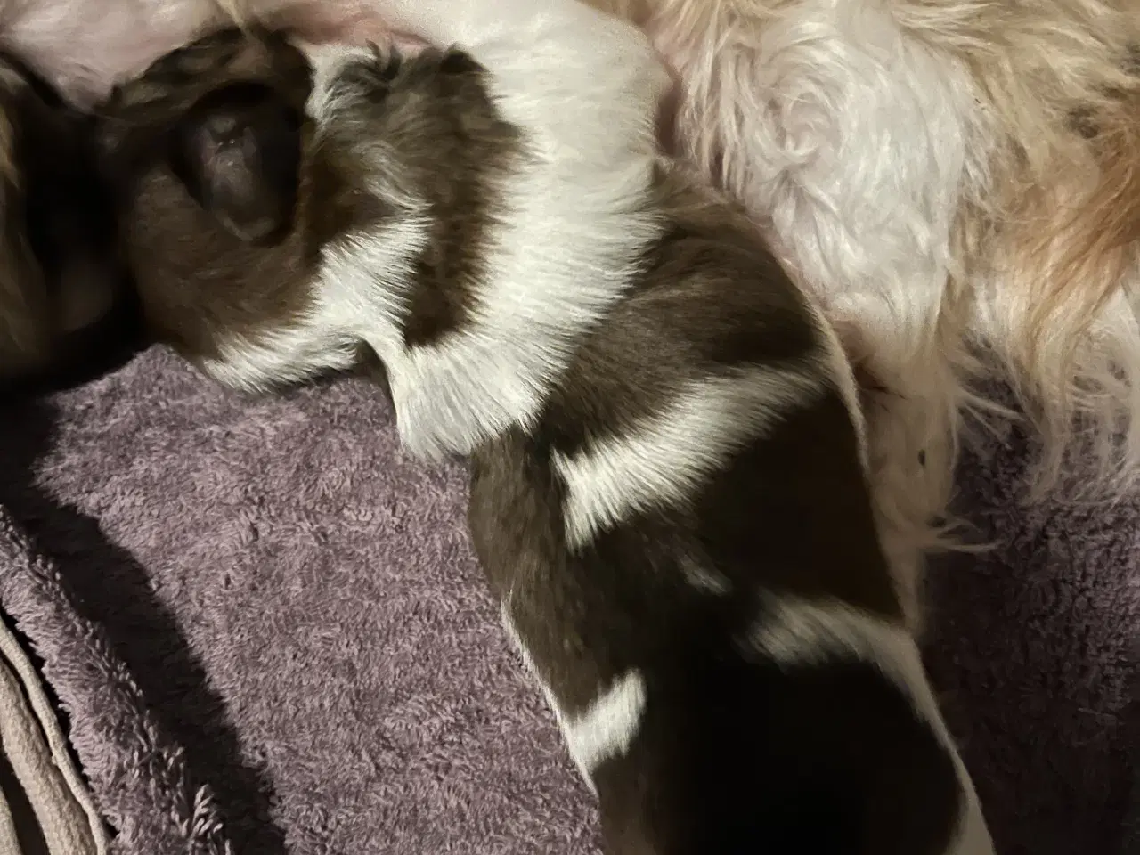 Billede 4 - Shih Tzu hvalpe 