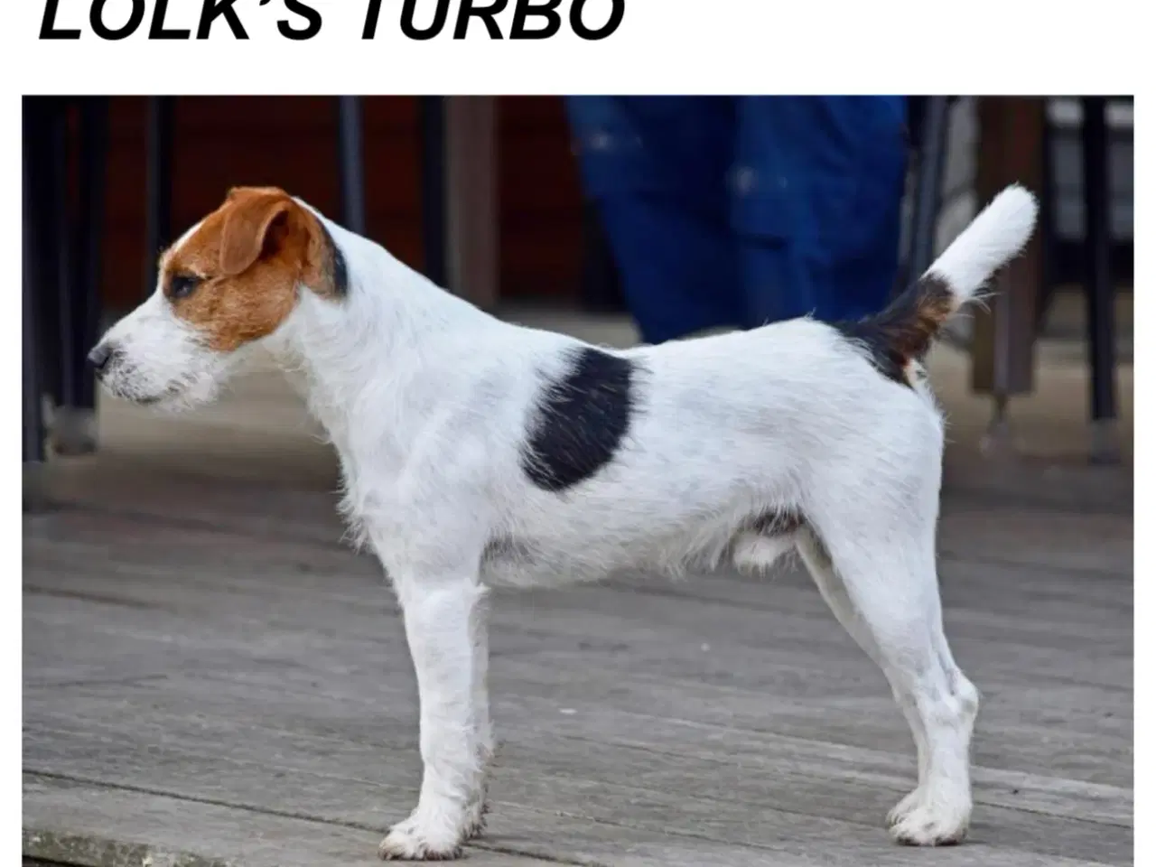 Billede 6 - Jack Russell Terrier hvalpe