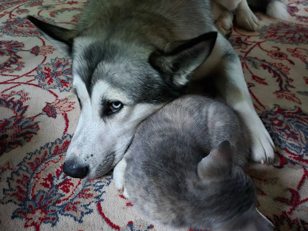 Billede 3 - Husky / malamut dreng 