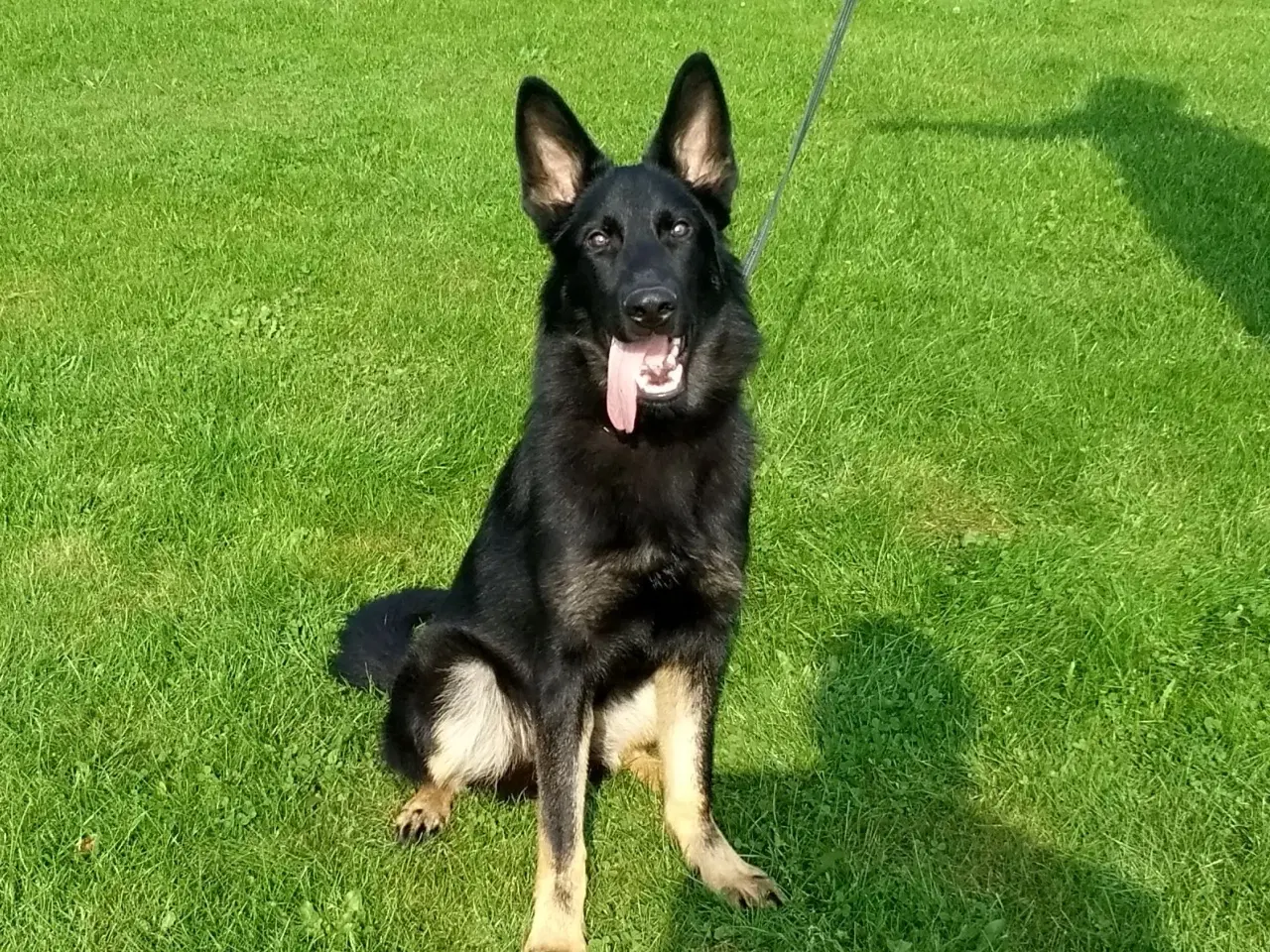 Billede 1 - Schæfer hanhund efter "Fremragende forældre 😃