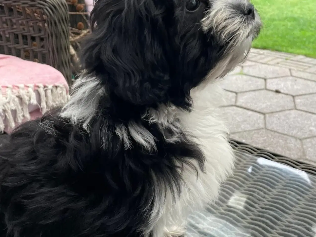 Billede 2 - Lhasa apso - puddel