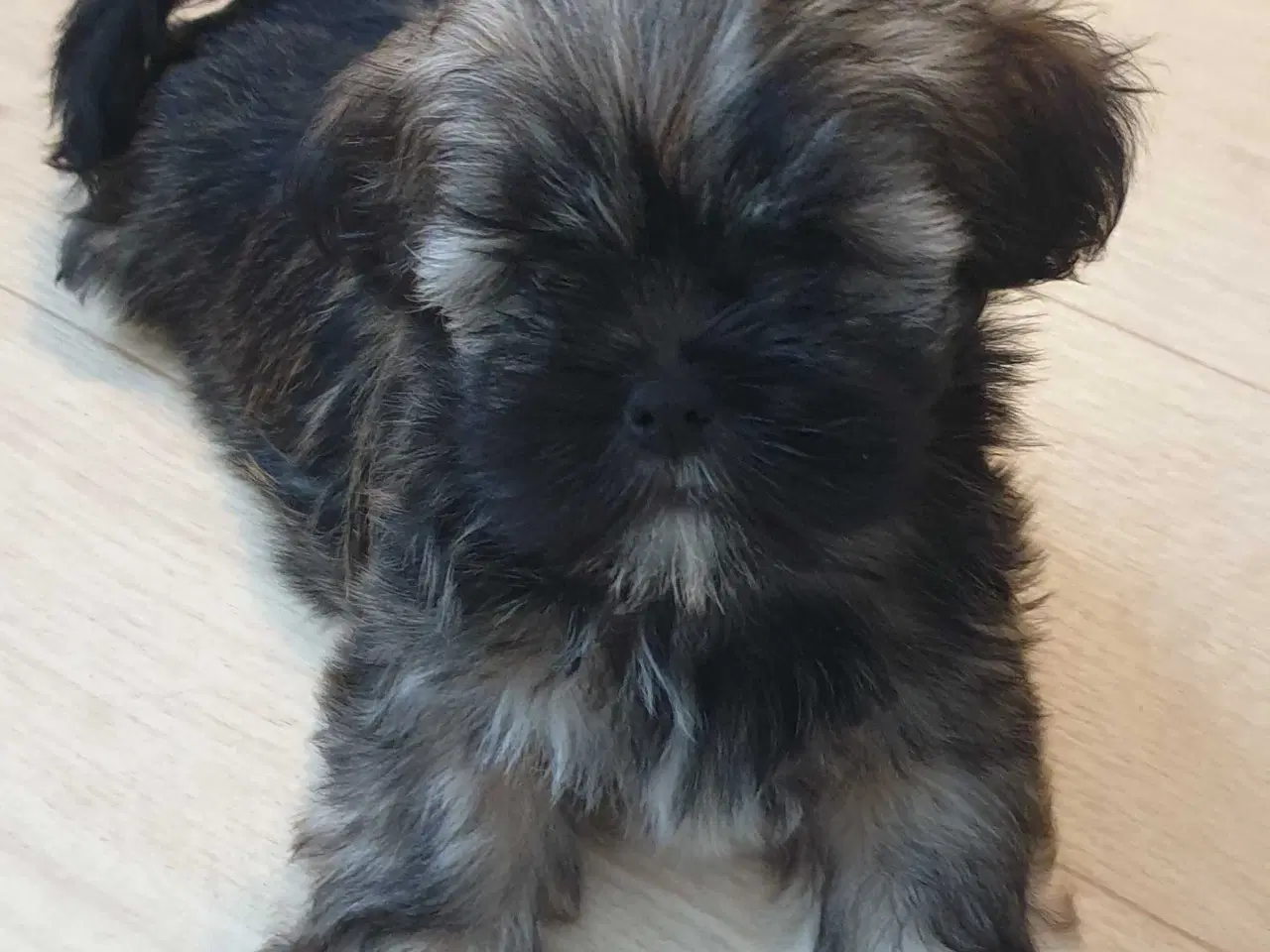 Billede 10 - Lhasa Apso - smukke Harley 🐾💕