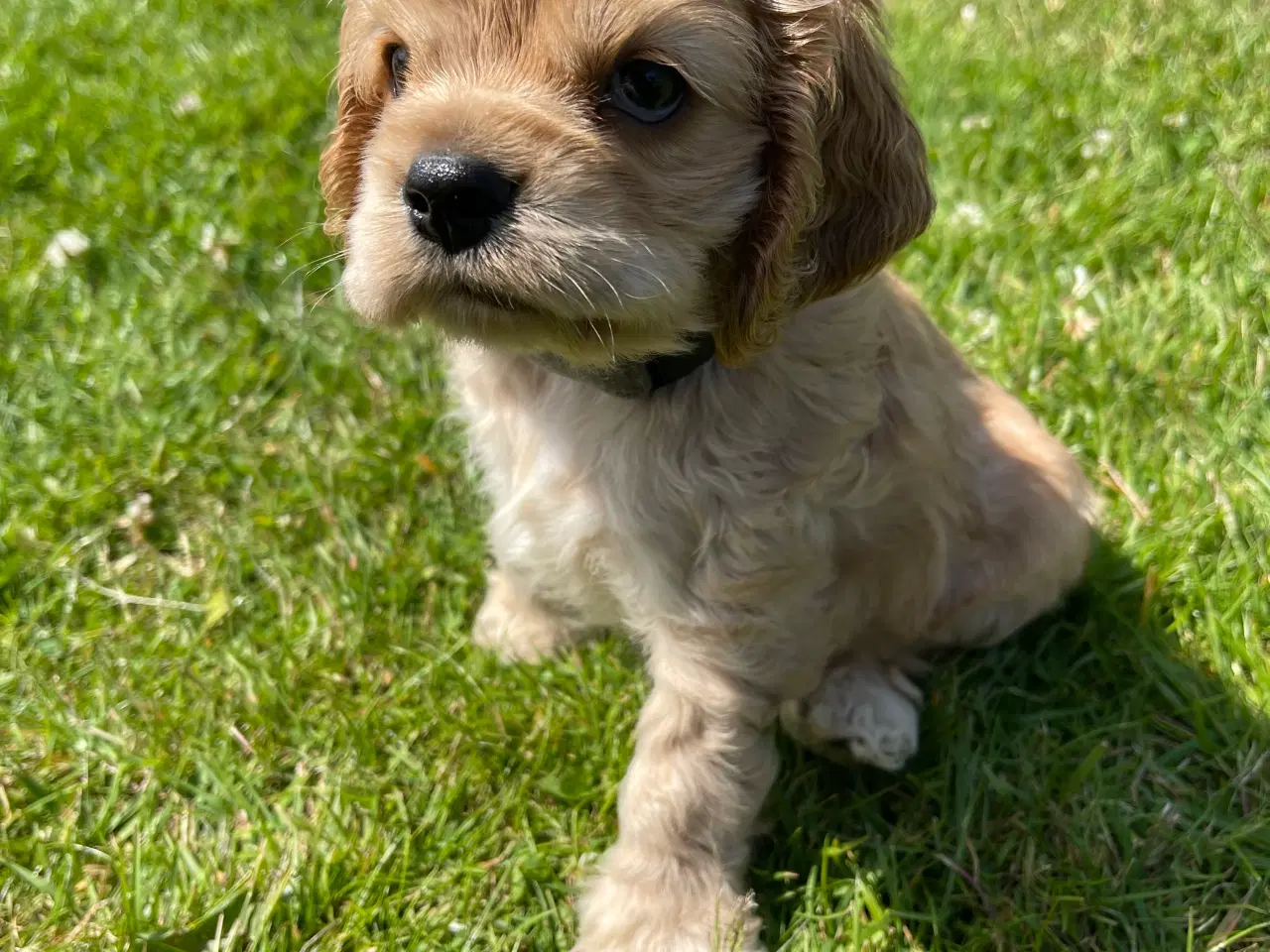 Billede 6 - Rejseklar 🧳 Skønne Amerikanske Cockerspaniel 