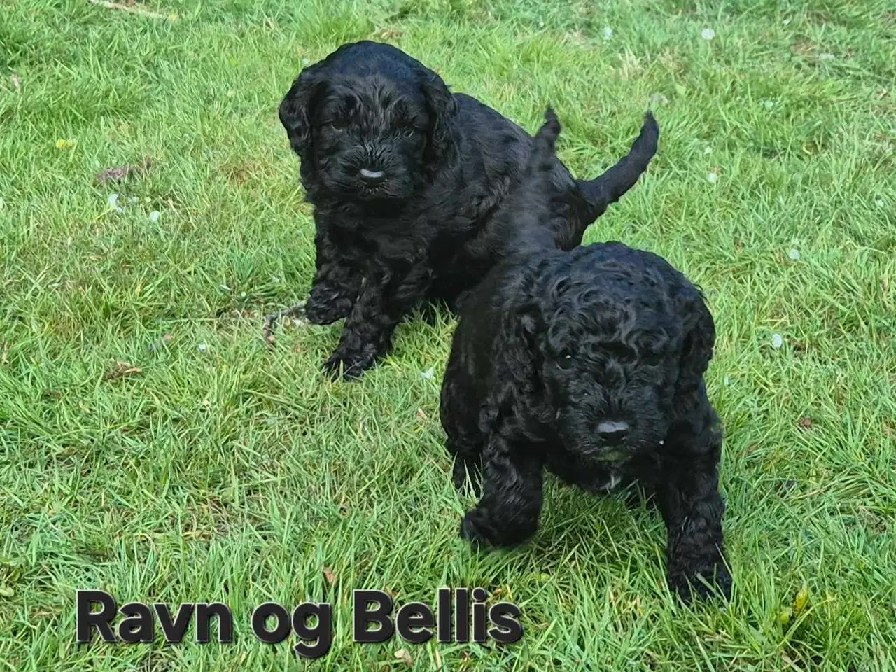 Billede 6 - Uimodstålige søde Mine cockapoo 