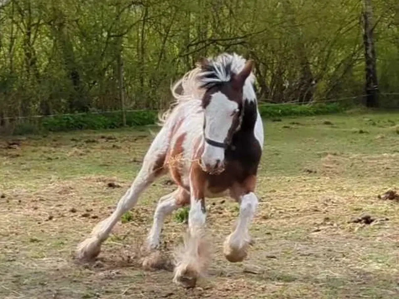 Billede 7 - Tinker /Irish cob hoppe plag