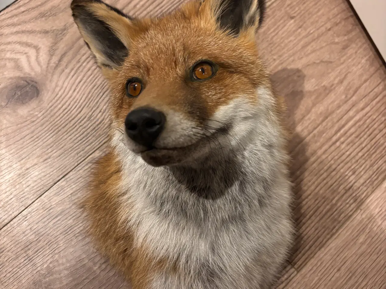 Billede 1 - Smuk skulder monteret ræv