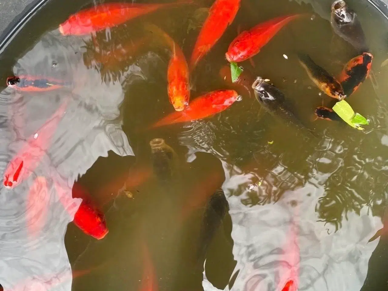 Billede 2 - Guldfisk 15 kr pr stk 500 kr for 50 stk