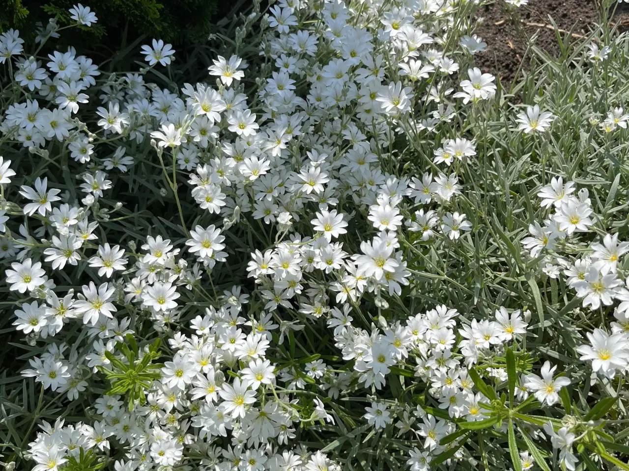 Billede 5 - Hønsetarm med hvide blomster