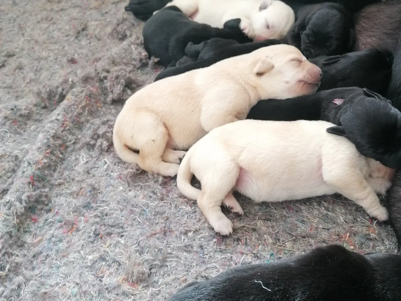 Billede 4 - Labrador hvalpe 