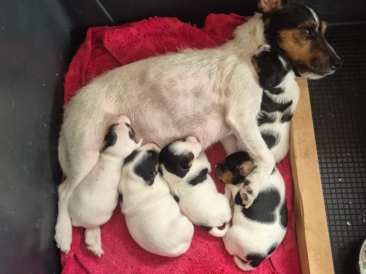 Billede 4 - Jack Russel terrier hvalpe. født 15/1 2026.