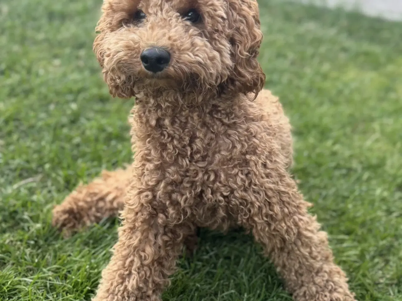 Billede 5 - Doodle-hvalpe til salg 🐶