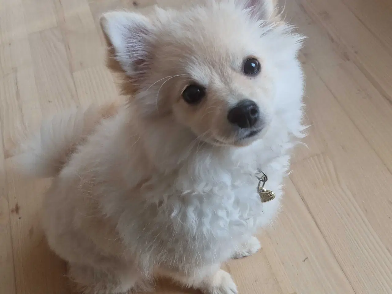 Billede 4 - Smuk bamsepige