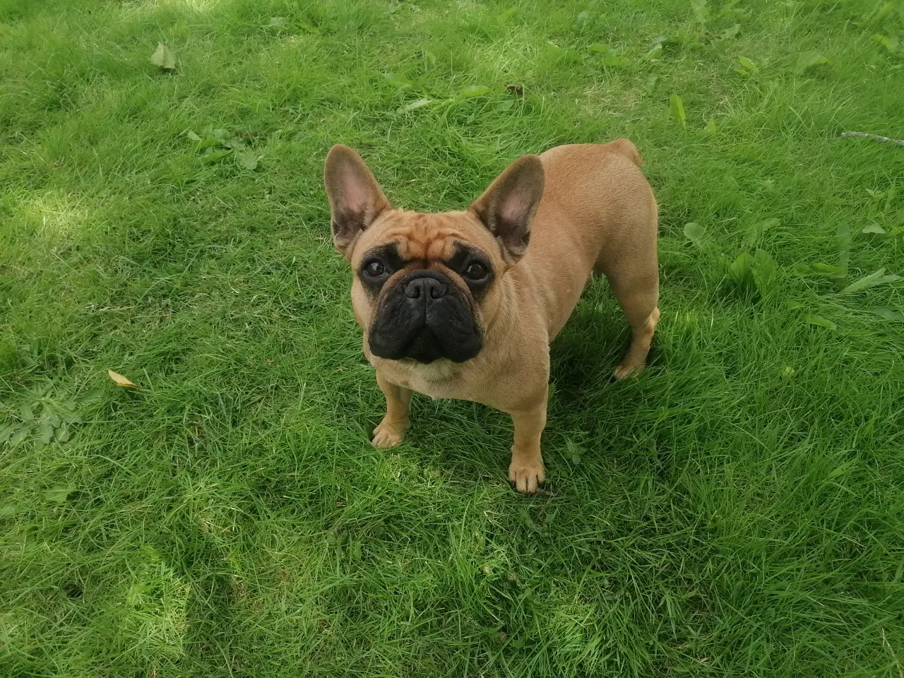 Billede 1 - Fransk bulldog - søger nyt hjem