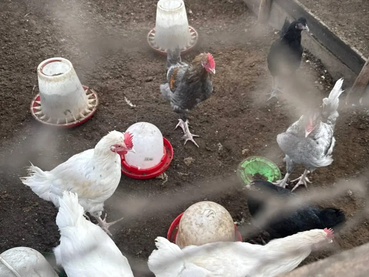 Billede 6 - Kyllinger ca. 3 måneder gamle til salg Zone Varde.