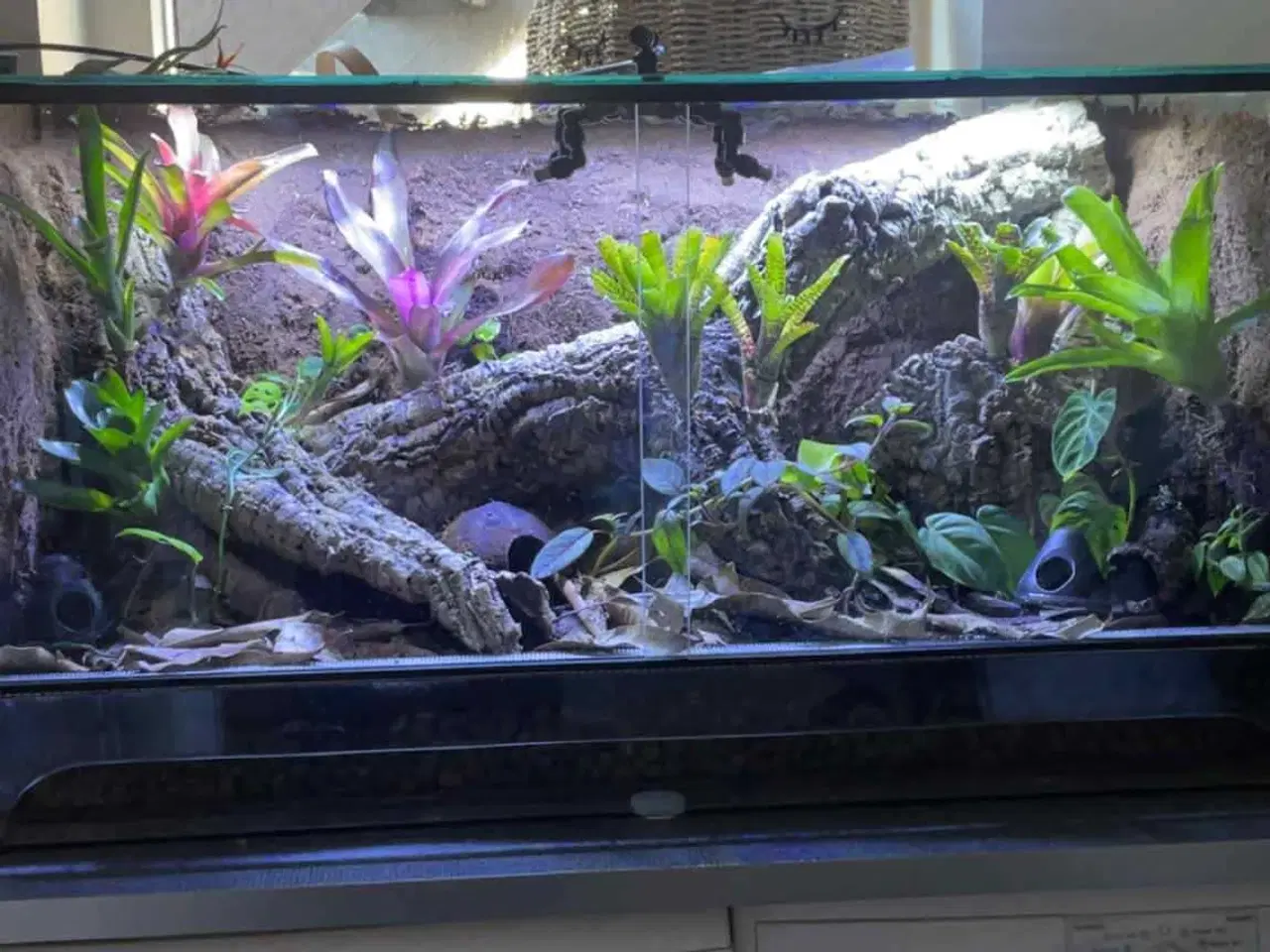 Billede 9 - Glas Terrarier