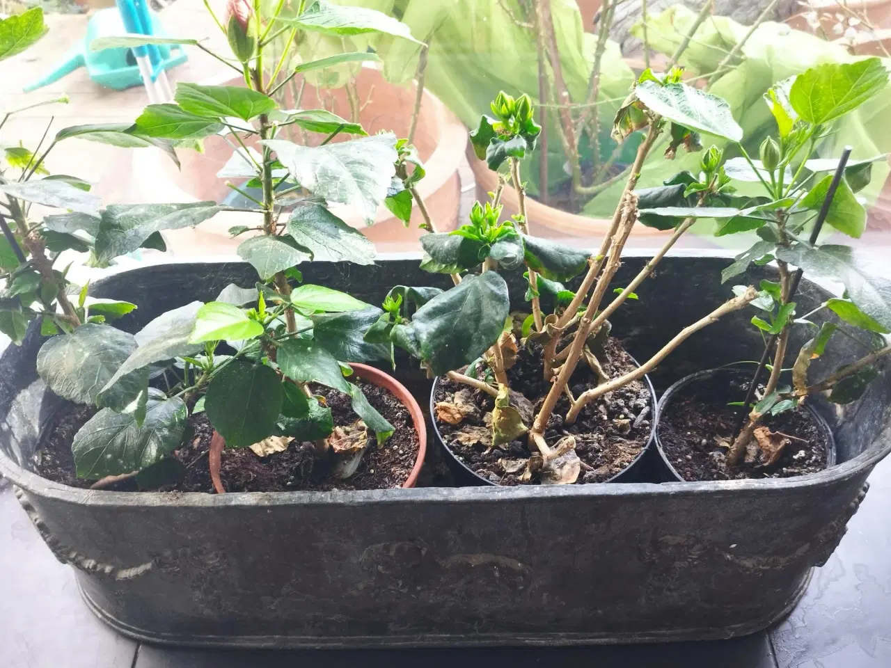 Billede 2 - Stor italiensk Blomsterskjuler af tin