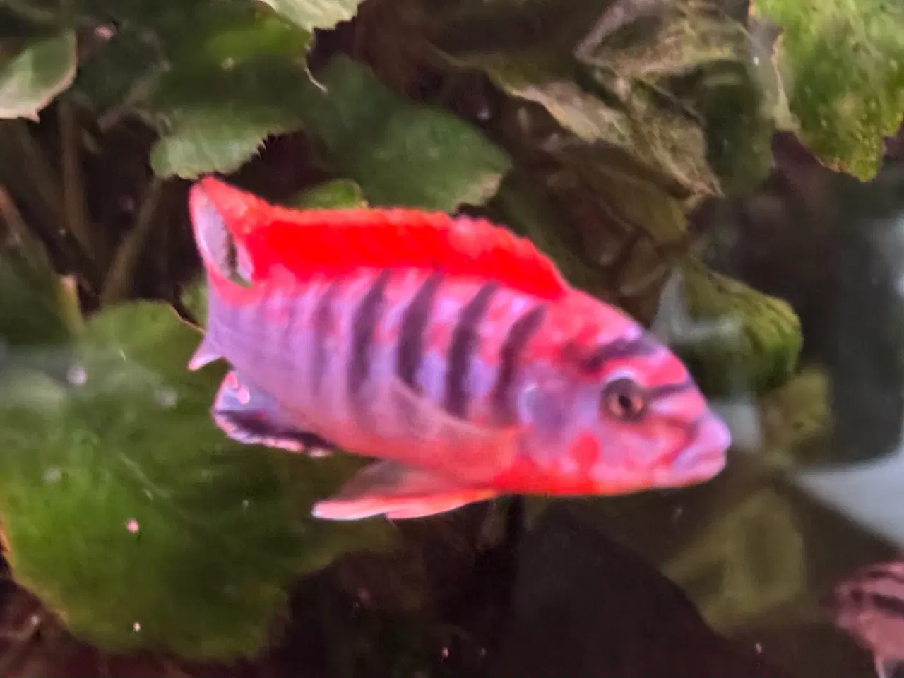 Billede 6 - Red top Hungy F1 flok på 5 stk.