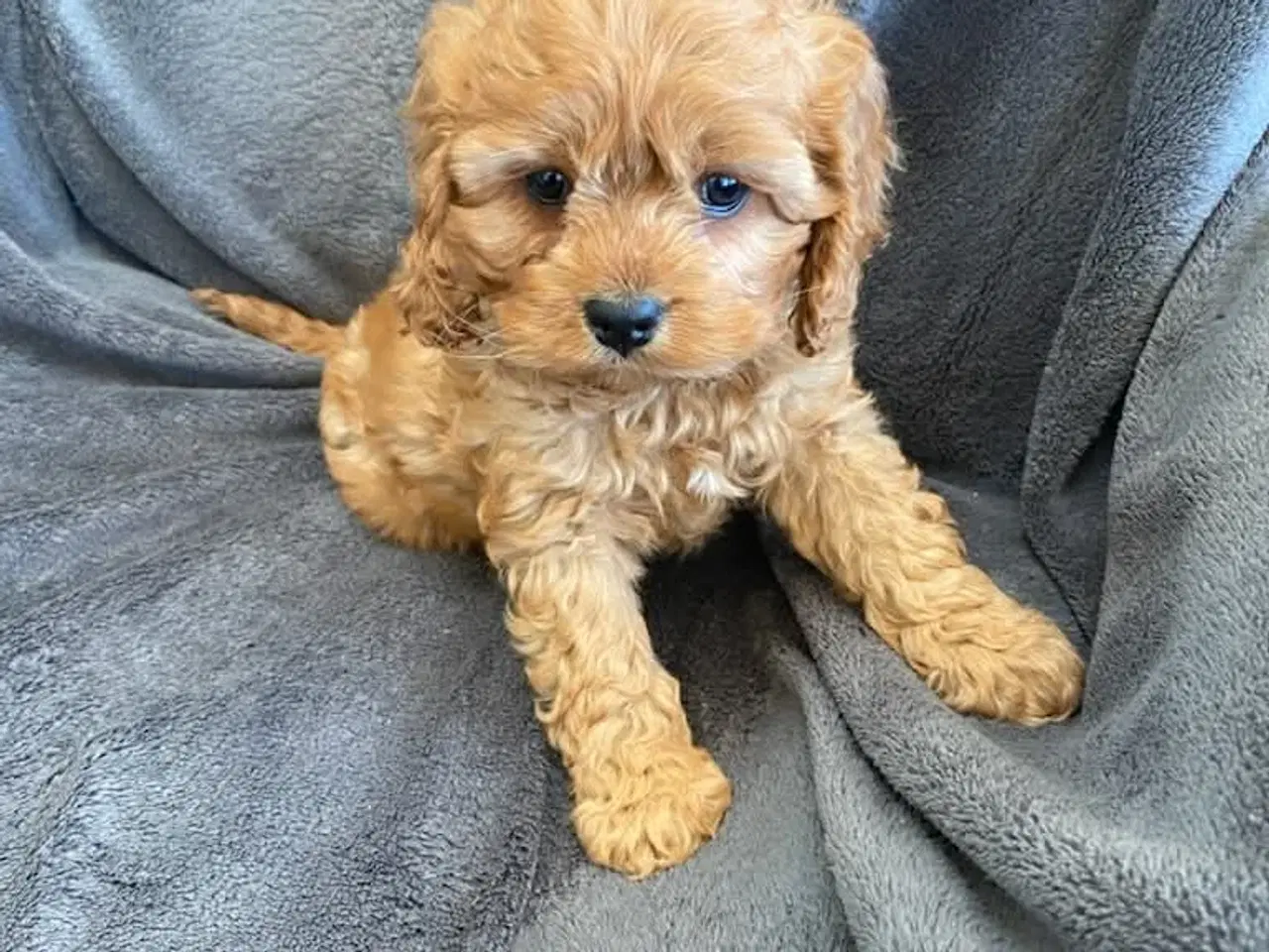 Billede 2 - Ægte Cocker Poo