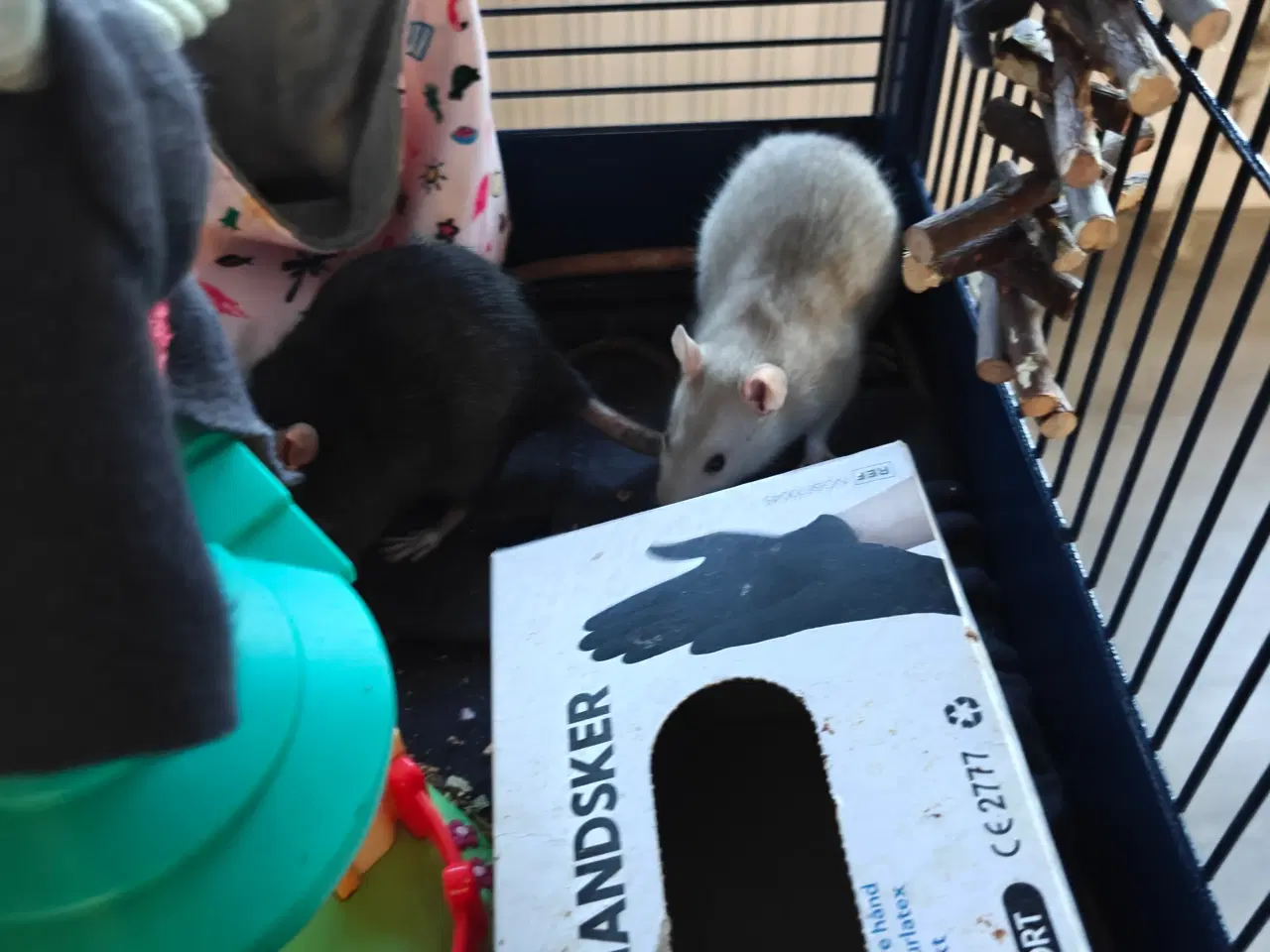 Billede 6 - Rotte piger søger nyt hjem 