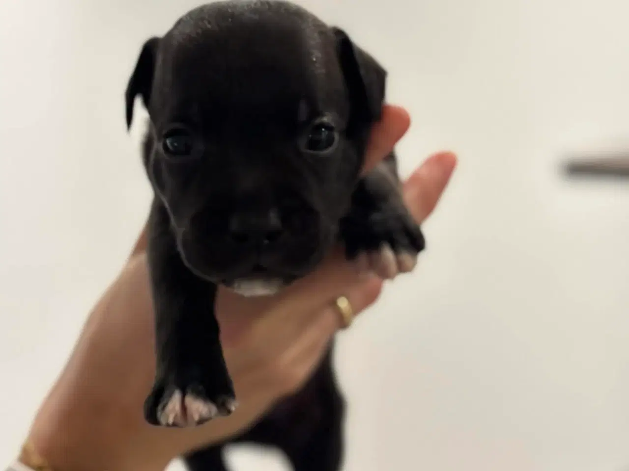 Billede 6 - Staffordshire Bull Terrier Hvalpe