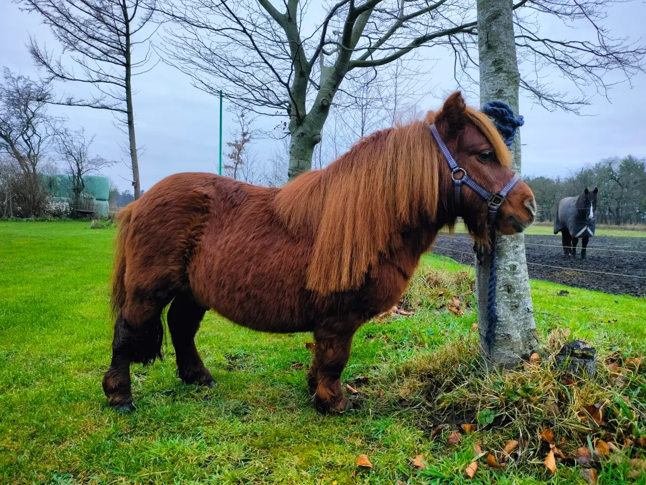 Billede 1 - Pony hingst søger nyt hjem