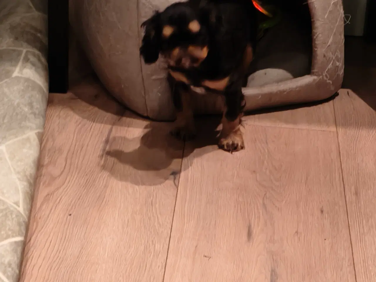 Billede 3 - King Charles Spaniel en sjælden race.