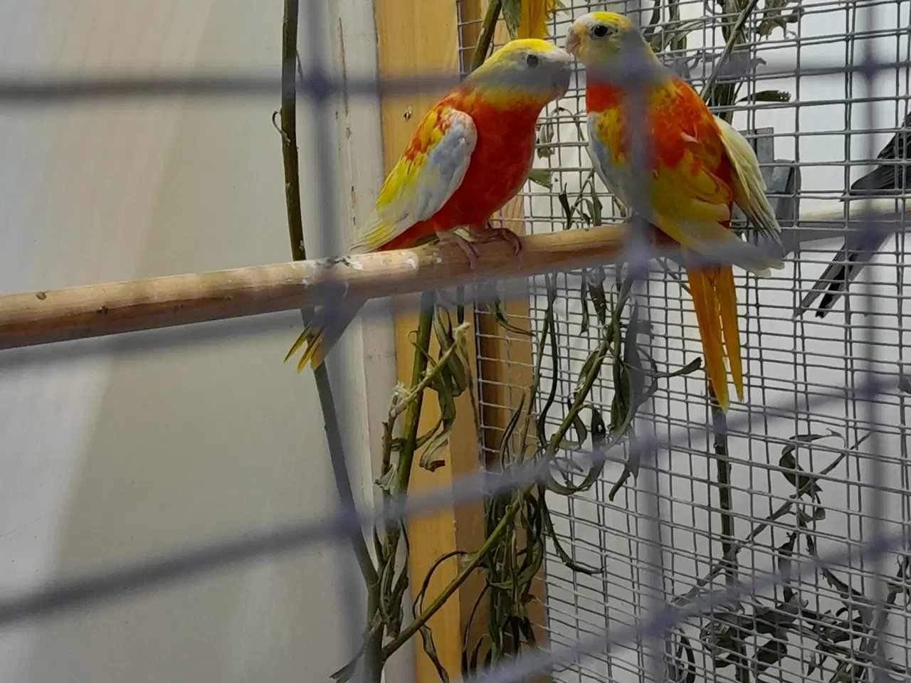 Billede 1 - Græsparakitter