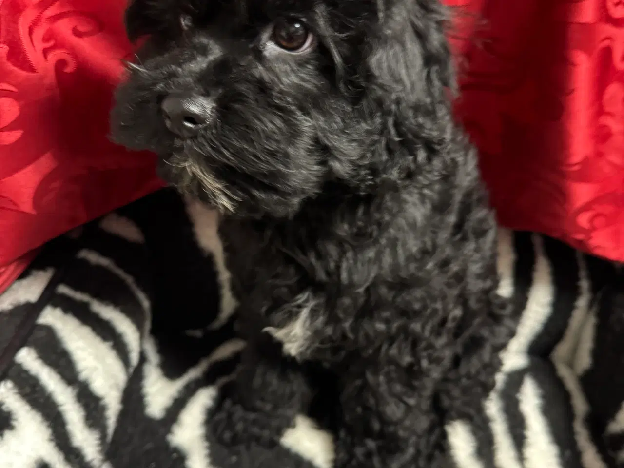 Billede 5 - Cavapoo hvalpe