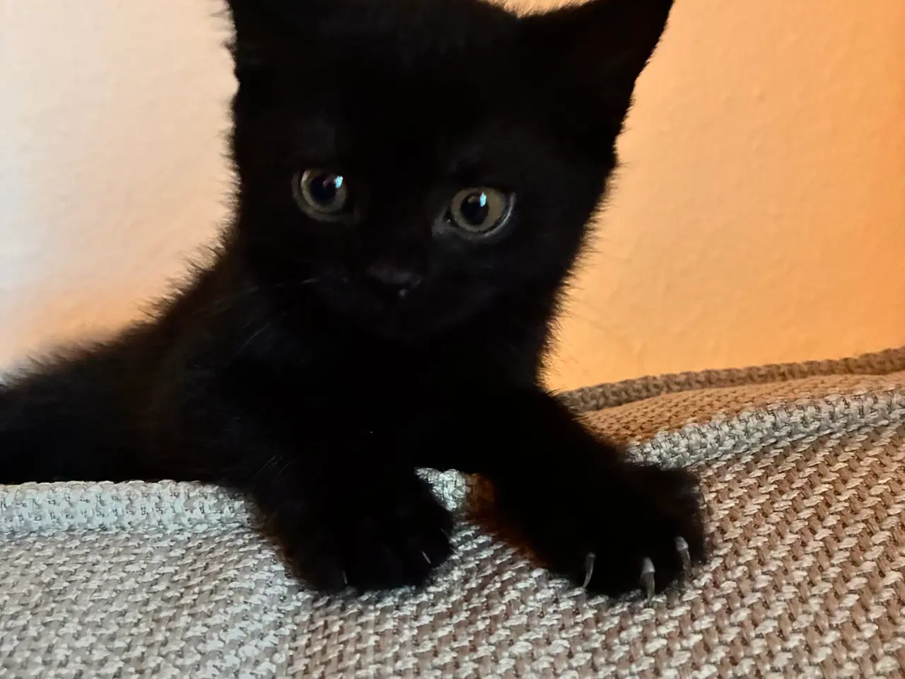 Billede 1 - British Shorthair & Indisk Bombay blandingskilling