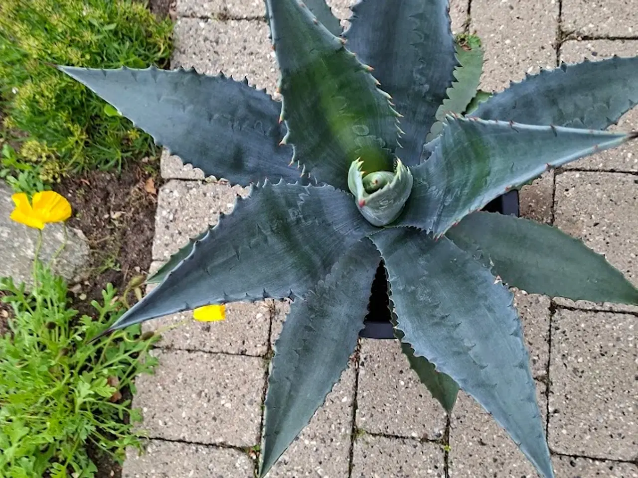 Billede 2 - Flot Agave