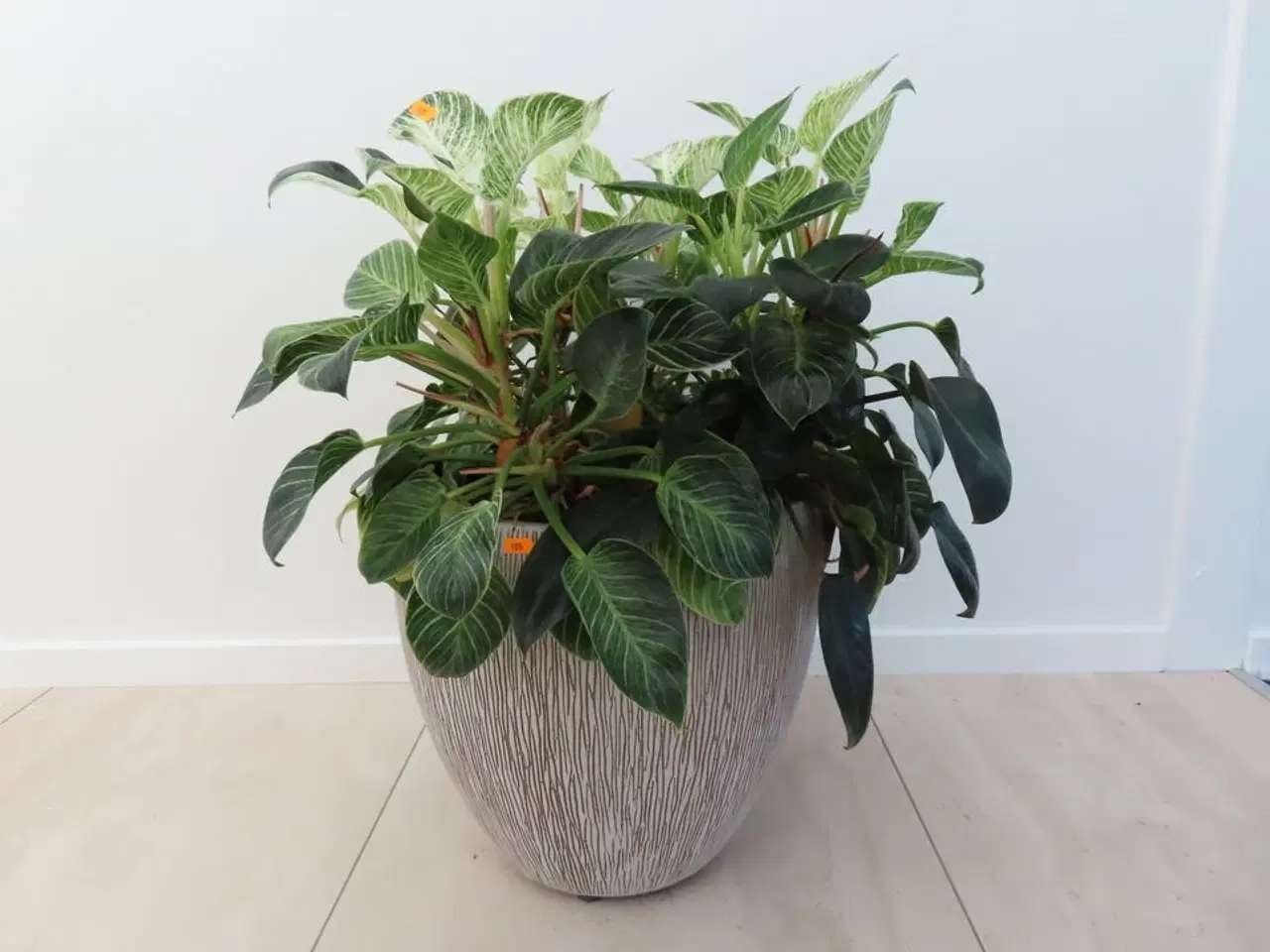 Billede 1 - Plante i krukke