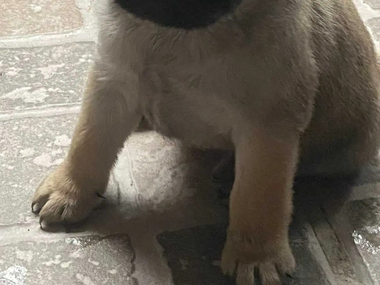 Billede 3 - Små frække moppeloppe bamser