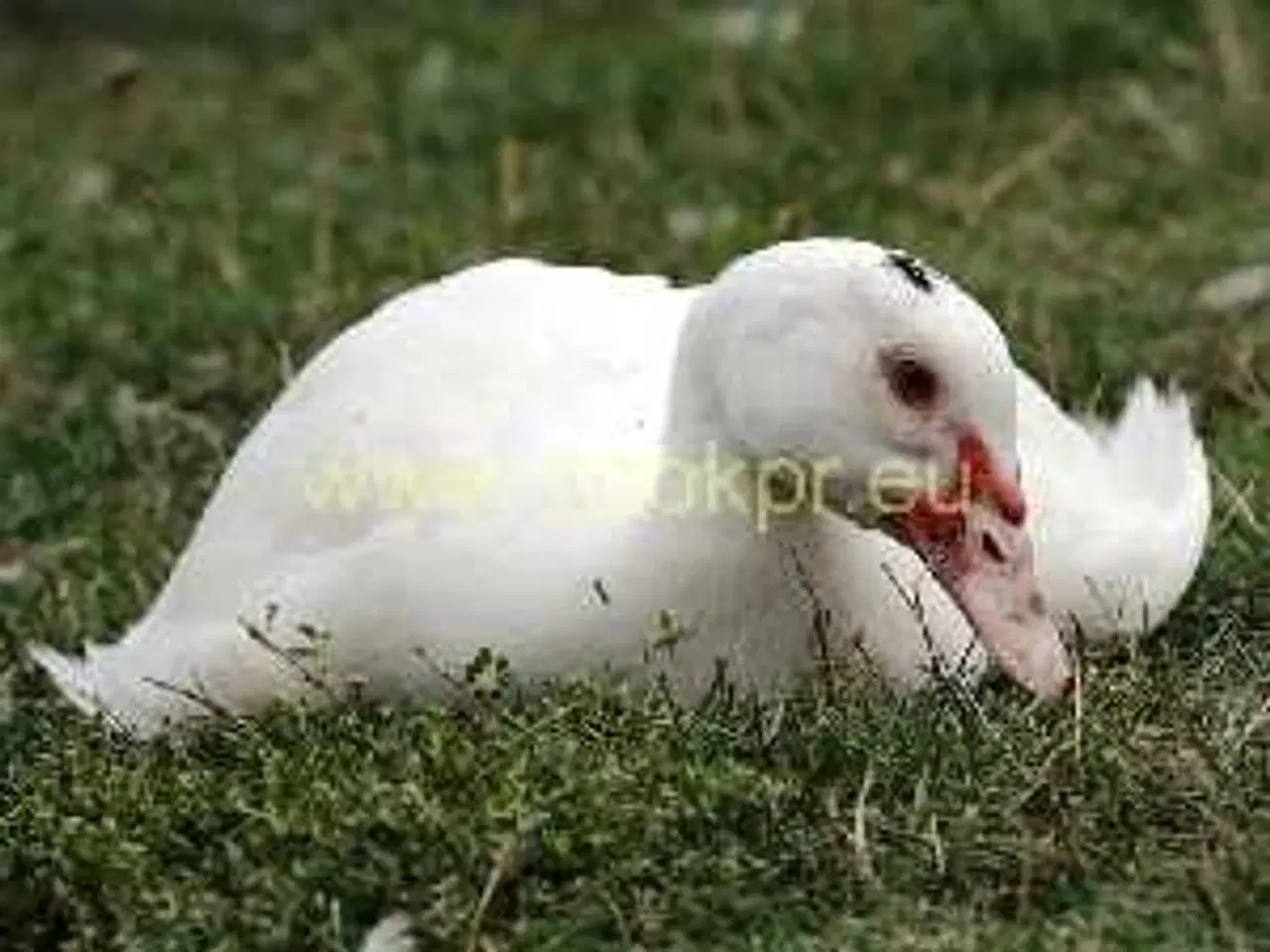 Billede 1 - 3 moskus andrikker 