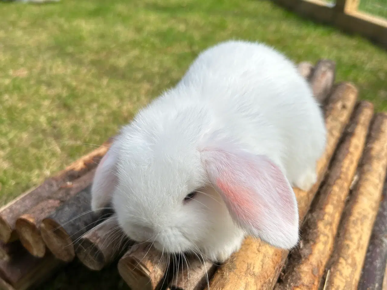 Billede 10 - Mini lop kanin 