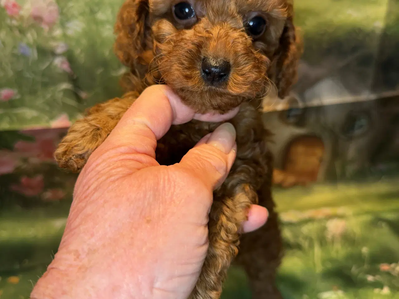 Billede 12 - 🐾maltipoo miniature 🩷februar 💙marts 🐾