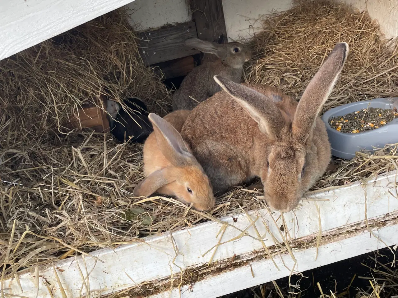 Billede 8 - Franskvædder/ begiskkæmpe unger